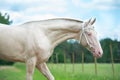 Portrait of beautiful creamello purebred akhalteke young stallion posing near paddock. Russia