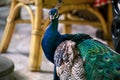 Portrait of beautiful and curious blue and green male peacock bird. Close up view of African peacock brightly colored bird. Royalty Free Stock Photo