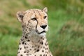Portrait of Beautiful Curious Cheetah Royalty Free Stock Photo