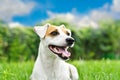 Portrait of a beautiful curious dog Jack Russell Terrier