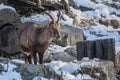 Portrait of beautiful cute ibex in winter season Royalty Free Stock Photo