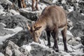 Portrait of beautiful cute ibex in winter season Royalty Free Stock Photo