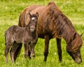 Portrait of a beautiful cute little dark brown foal of an icelandic horse  near at it`s mother Royalty Free Stock Photo