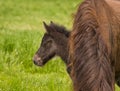 Portrait of a beautiful cute little dark brown foal of an icelandic horse  near at it`s mother Royalty Free Stock Photo