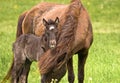 Portrait of a beautiful cute little dark brown foal of an icelandic horse  near at it`s mother Royalty Free Stock Photo
