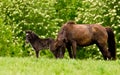 Portrait of a beautiful cute little dark brown foal of an icelandic horse  near at it`s mother Royalty Free Stock Photo