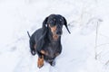 Portrait beautiful dachshund dog, black and tan, froze, on snow in winter day