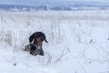 Portrait beautiful dachshund dog, black and tan, on nature in winter on snow