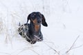 Portrait beautiful dachshund dog, black and tan, on nature in winter on snow