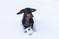 Portrait beautiful dachshund dog, black and tan, playing with a ball in the snow in winter park