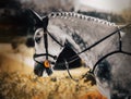 Portrait of a beautiful dappled gray horse with a braided mane on a warm sunny summer day. Equestrian sports Royalty Free Stock Photo