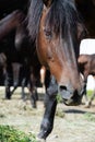 Portrait of beautiful dark bay brood mare eating fresh grass. close up Royalty Free Stock Photo