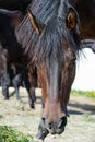 Portrait of beautiful dark bay brood mare eating fresh grass. close up Royalty Free Stock Photo