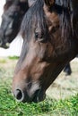 Portrait of beautiful dark bay brood mare eating fresh grass. close up Royalty Free Stock Photo