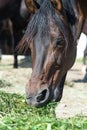 Portrait of beautiful dark bay brood mare eating fresh grass. close up Royalty Free Stock Photo