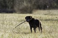 Cute dark chocolate labrador Royalty Free Stock Photo