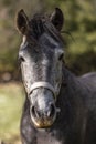 Portrait of a beautiful dark gray horse looks in the camera on natural green summer background, head closeup. Grey Dapple Horse Royalty Free Stock Photo