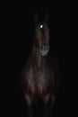 Portrait of beautiful horse isolated on black background Royalty Free Stock Photo