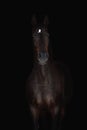 Beautiful dark sorrel horse isolated on black background Royalty Free Stock Photo