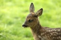 Portrait from Beautiful Deer Fawn