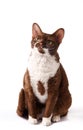 Portrait of a beautiful Devon Rex cat looking at the camera Royalty Free Stock Photo