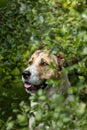 portrait of a beautiful dog alabai in the bushes