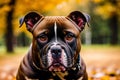 Portrait of a beautiful dog breed American Pit Bull Terrier in the park. American PitBull. Generative AI Royalty Free Stock Photo