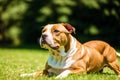 Portrait of a beautiful dog breed American Pit Bull Terrier in the park. American PitBull. Generative AI Royalty Free Stock Photo