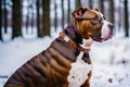 Portrait of a beautiful dog breed American Pit Bull Terrier in the park. American PitBull. Generative AI Royalty Free Stock Photo