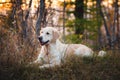 Portrait of beautiful dog breed golden retriever lying in the autumn forest at sunset