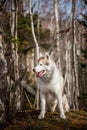 Portrait of beautiful dog breed Siberian Husky sitting in the late autumn forest on birch trees background Royalty Free Stock Photo