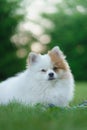 Portrait of a beautiful dog in nature. white german spitz, Royalty Free Stock Photo