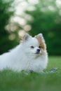 Portrait of a beautiful dog in nature. white german spitz, Royalty Free Stock Photo