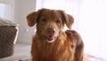 Beautiful Dog Nova Scotia Duck Tolling Retriever Dog At Home