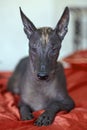 The portrait of a beautiful dog of rare Xolotizcuintle breed, or mexican hairless one, on bright red cover. Royalty Free Stock Photo