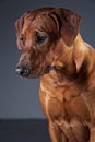 Portrait of a beautiful dog rhodesian ridgeback on grey Royalty Free Stock Photo