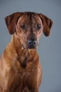 Portrait of a beautiful dog rhodesian ridgeback isolated on grey Royalty Free Stock Photo