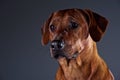 Portrait of a beautiful dog rhodesian ridgeback isolated on grey Royalty Free Stock Photo