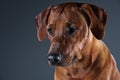 Portrait of a beautiful dog rhodesian ridgeback isolated on grey