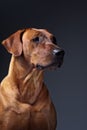 Portrait of a beautiful dog rhodesian ridgeback isolated on grey