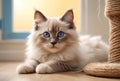 portrait of a beautiful domestic cat, purebred Ragdoll