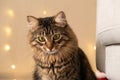 Portrait of a beautiful domestic Christmas cat on the background of a garland