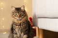 Portrait of a beautiful domestic Christmas cat on the background of a garland