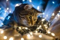 Portrait of a beautiful domestic Christmas cat with light garlands blue and yellow.