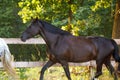 Beautiful draft black mare horse running alongside fence on forest background in evening sunlight in summer Royalty Free Stock Photo