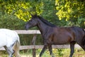 Beautiful draft black mare horse running alongside fence on forest background in evening sunlight in summer Royalty Free Stock Photo