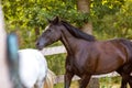 Beautiful draft black mare horse running alongside fence on forest background in evening sunlight in summer Royalty Free Stock Photo