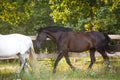 Beautiful draft black mare horse running alongside fence on forest background in evening sunlight in summer Royalty Free Stock Photo