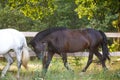 Beautiful draft black mare horse running alongside fence on forest background in evening sunlight in summer Royalty Free Stock Photo