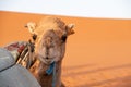 Portrait of a beautiful dromedary in Erg Chebbi Royalty Free Stock Photo